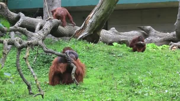 Familie der bornealen Orang-Utans. — Stockvideo