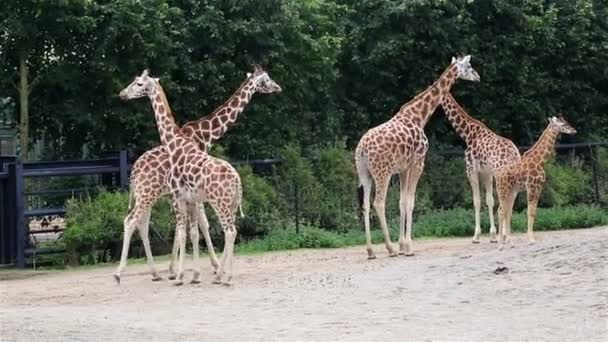 Troupeau de girafes avec ourson .