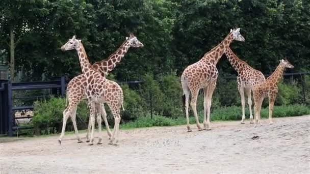 Giraffenherde mit Jungtier. — Stockvideo