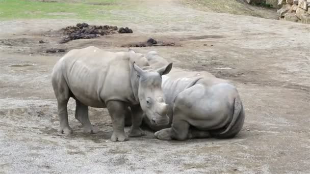 Cub Zuid witte neushoorn met moeder. — Stockvideo