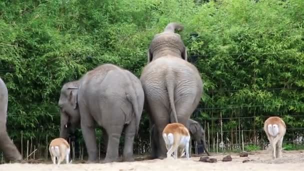 Азиатский слон . — стоковое видео
