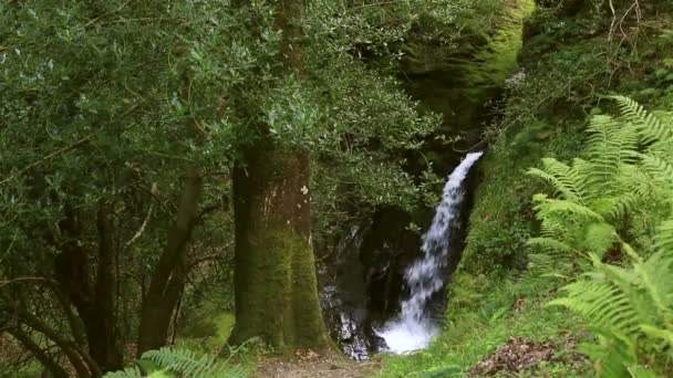 Vackra vattenfall i Glendalough — Stockvideo