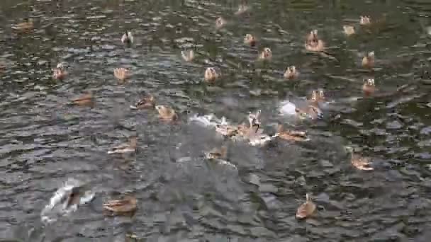 Patos salvajes captura de pan en el río — Vídeo de stock