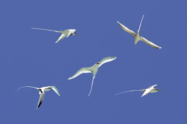 White-tailed tropicbird flying in the sky. clipart