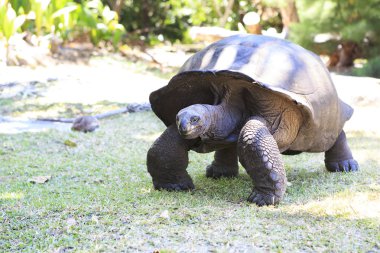 Aldabra dev Kaplumbağa Adası Curieuse içinde.