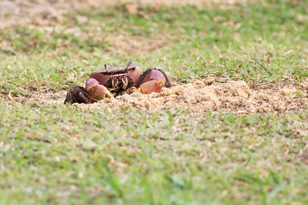 土地カニの巣の近くに座って. — ストック写真