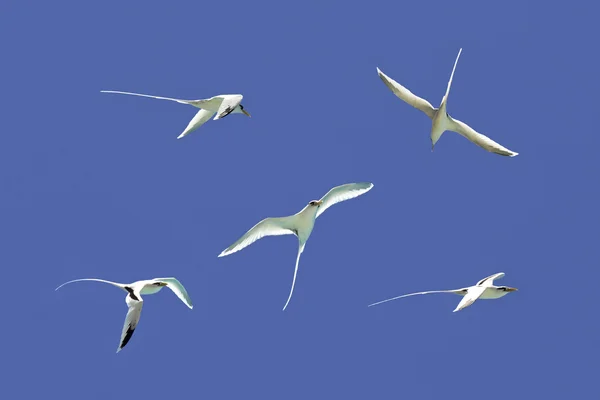 White-tailed keerkringvogels vliegen in de lucht. — Stockfoto