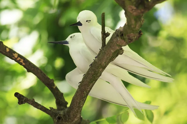 Pair of white terns sitting on a branch. — Stock Photo, Image