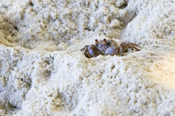 Madagaskar duch kraba na plaży wyspy Praslin. — Zdjęcie stockowe