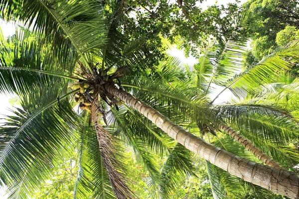 Kokosnöt träd med frukt. — Stockfoto