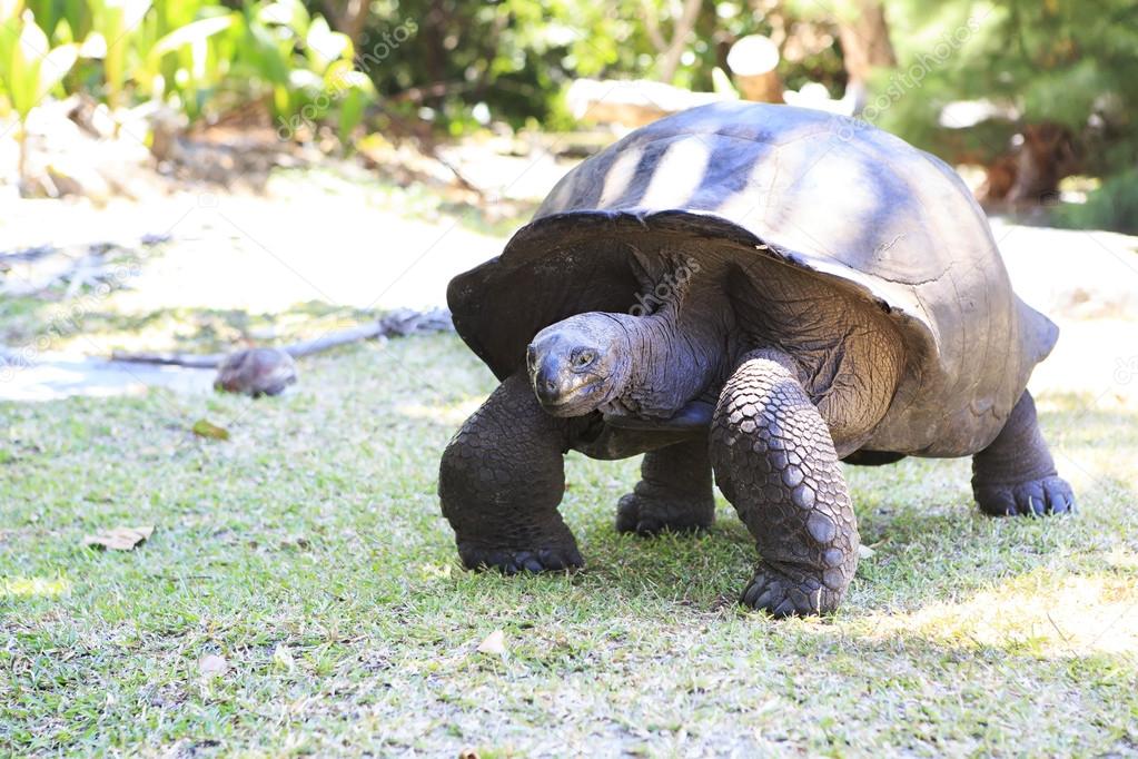 Aldabra giant tortoise in island Curieuse.