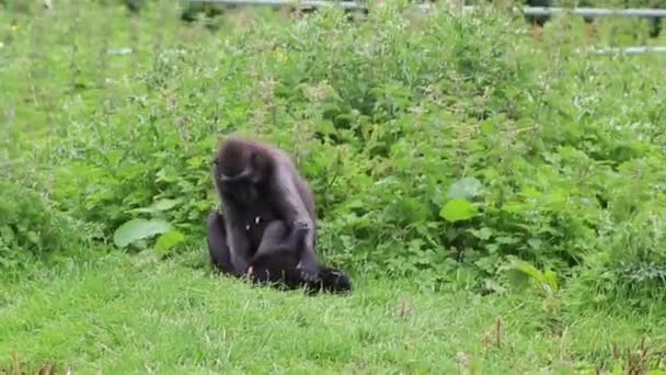 Macaco femmina Sulawesi crestato con cucciolo . — Video Stock