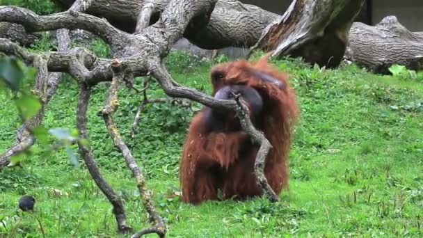 Picazón de orangután borneano masculino — Vídeos de Stock