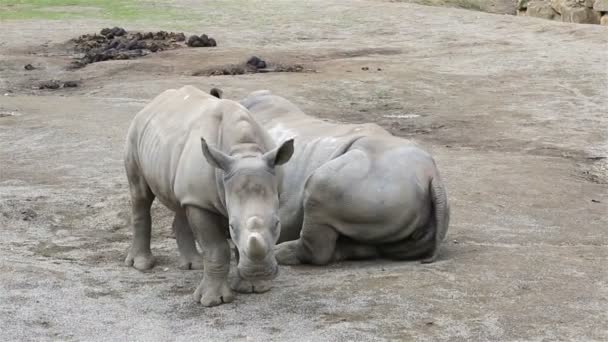 Mládě Jižní Bílý nosorožec s matkou. — Stock video