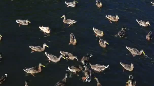 Patos selvagens pegam pão no rio — Vídeo de Stock