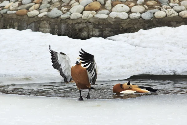 Ruddy shelduck wash. — Stock Photo, Image