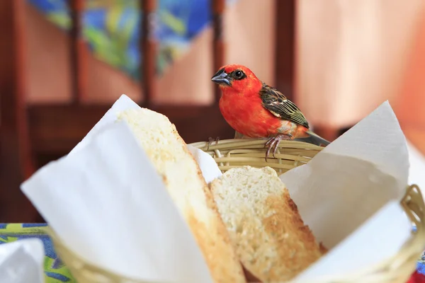 Male Red fody sitting on a plate with bread. — Stock Photo, Image