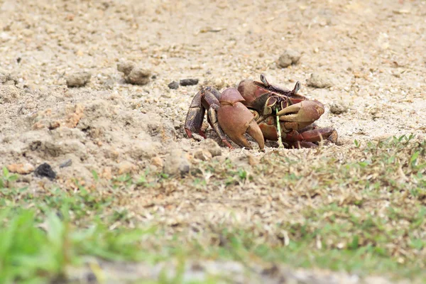 Land krab eten een sprietje gras. — Stockfoto