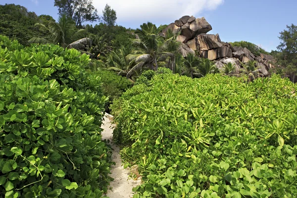 Path in the mangroves on beach Grande Anse. — Stock Photo, Image