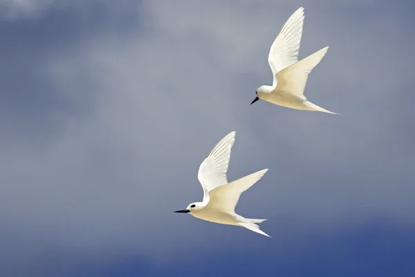 Vit tärna flyger på himlen. — Stockfoto