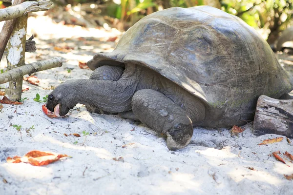 Aldabra tartaruga gigante come folhas . — Fotografia de Stock