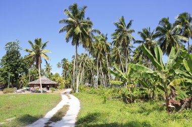 Cabin in the palm grove. clipart