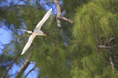 White-tailed tropicbird flies on wood background. clipart