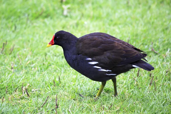 Common moorhen on the grass. — Stock Photo, Image