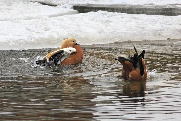 Ruddy shelduck wash. — Stock Photo, Image