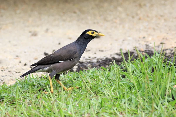 Common myna on the grass. — Stock Photo, Image