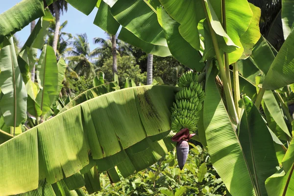 Planta de banana com frutos . — Fotografia de Stock