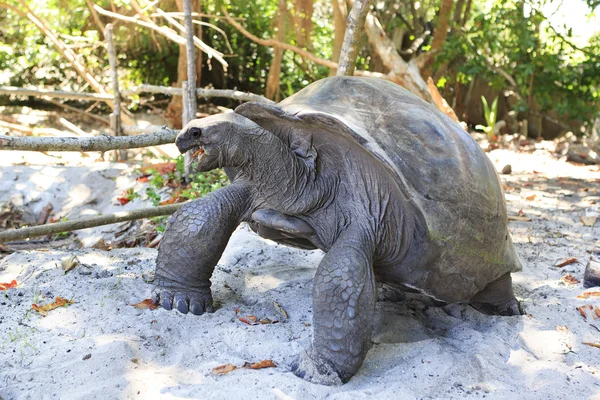 Aldabra tartaruga gigante come folhas . — Fotografia de Stock