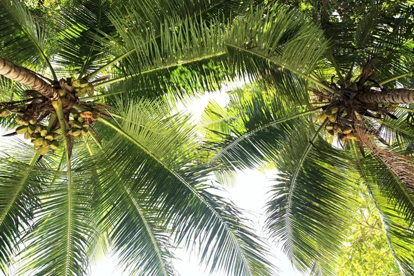 Kokosnussbaum mit Früchten. — Stockfoto