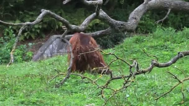 Orangután borneano macho — Vídeos de Stock