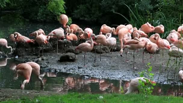 Flaming chilijski. Najstarszych ogrodów zoologicznych w Europie. Irlandia. — Wideo stockowe