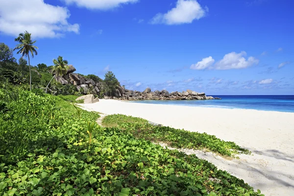 Stranden Grande Anse. — Stockfoto