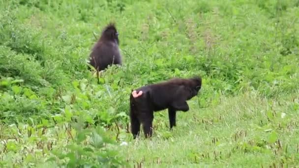 Par de macacos crestados de Sulawesi . — Vídeo de stock