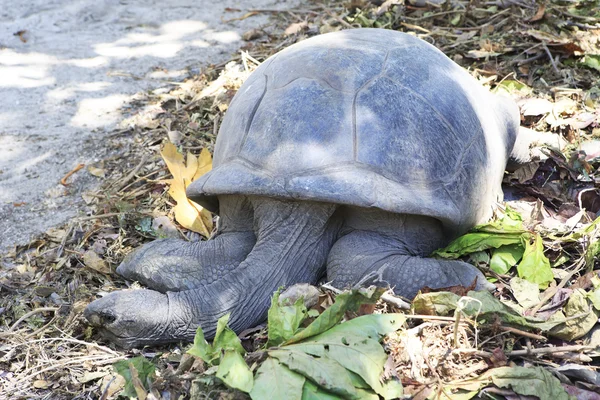 Aldabra giant tortoise resting — Stock Photo, Image
