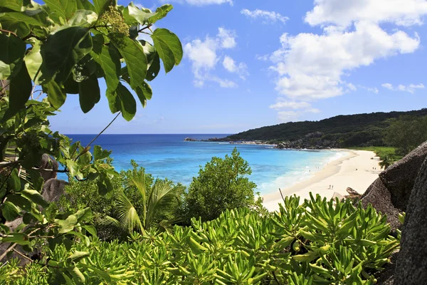 Praia Grande Anse . — Fotografia de Stock