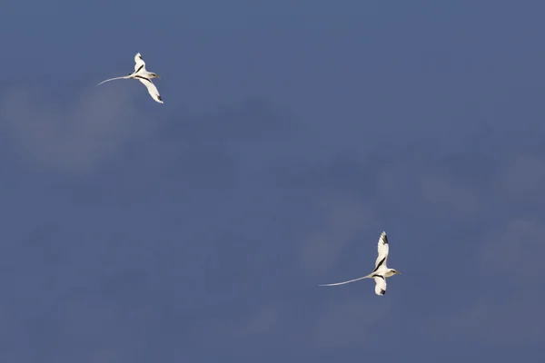 Vitstjärtad tropicbird flyger på himlen. — Stockfoto