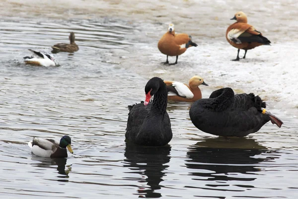 Black Swans. Pond in the Moscow zoo. — Stock Photo, Image