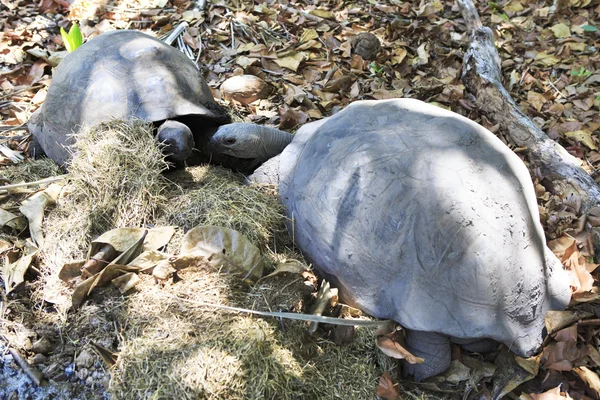 Aldabra giant tortoise. Male courts the female. — Stock Photo, Image