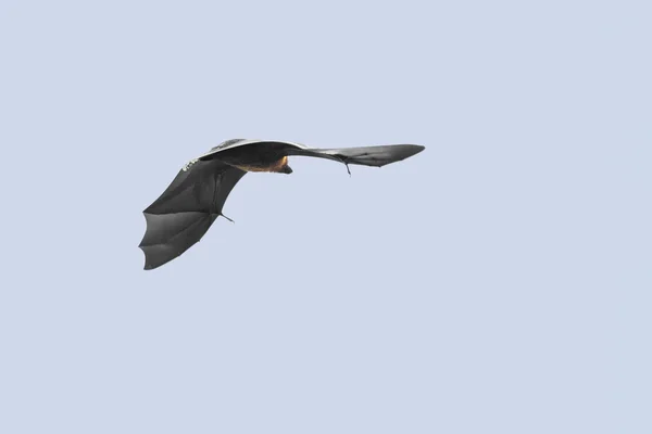 Seychelles flying fox flies in the sky — Stock Photo, Image