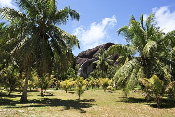 Piękne ogromne czarne granitowe skały w gaju palmowego — Zdjęcie stockowe
