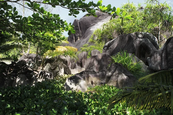 Vacker svart granit vaggar i snår av tropisk vegetation. — Stockfoto