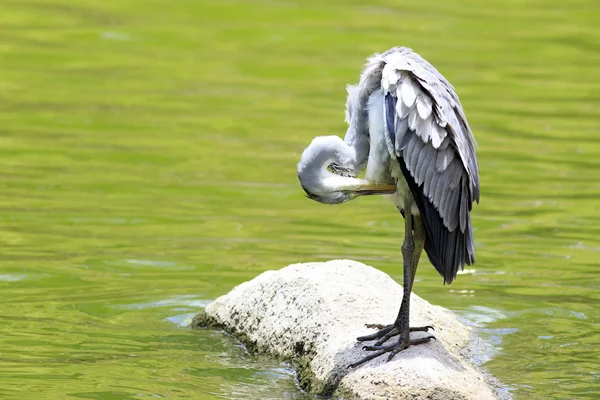 Grey heron near the pond. — Stock Photo, Image