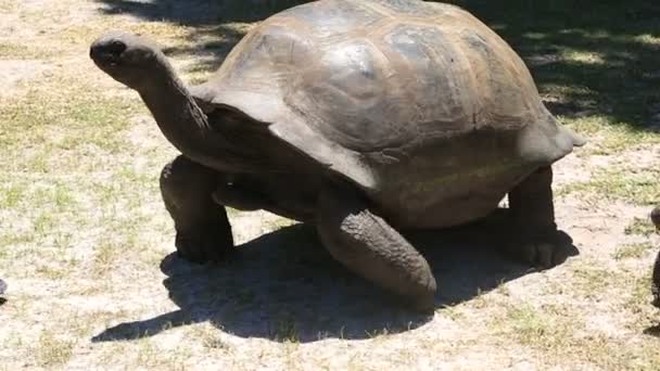Aldabra giant tortoise goes to the tourist — Stock Video