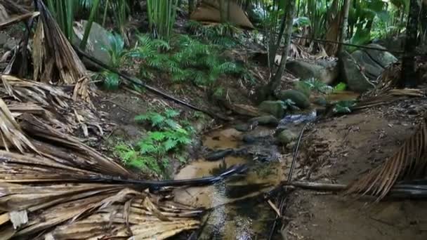 Ruisseau dégagé dans la réserve naturelle de la Vallée de Mai 