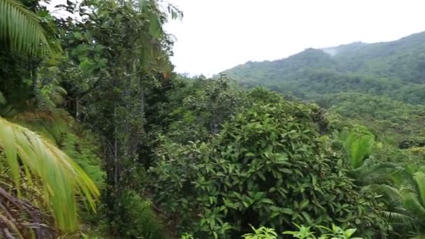 Vallee de Mai tabiatı Panoraması — Stok video