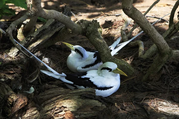 Paire d'oiseaux tropicaux à queue blanche assis dans le nid . — Photo